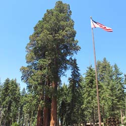 Séquoia géant / Sequoiadendron giganteum